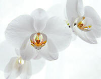 orchid_small.jpg