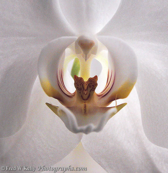 phalaenopsisorchid.jpg