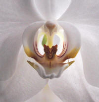 phalaenopsisorchid_small.jpg