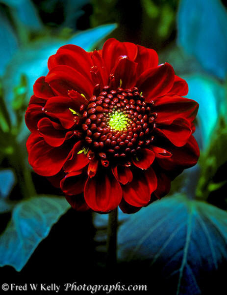 redflowercanada.jpg