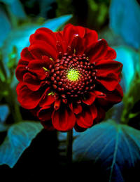 redflowercanada_small.jpg